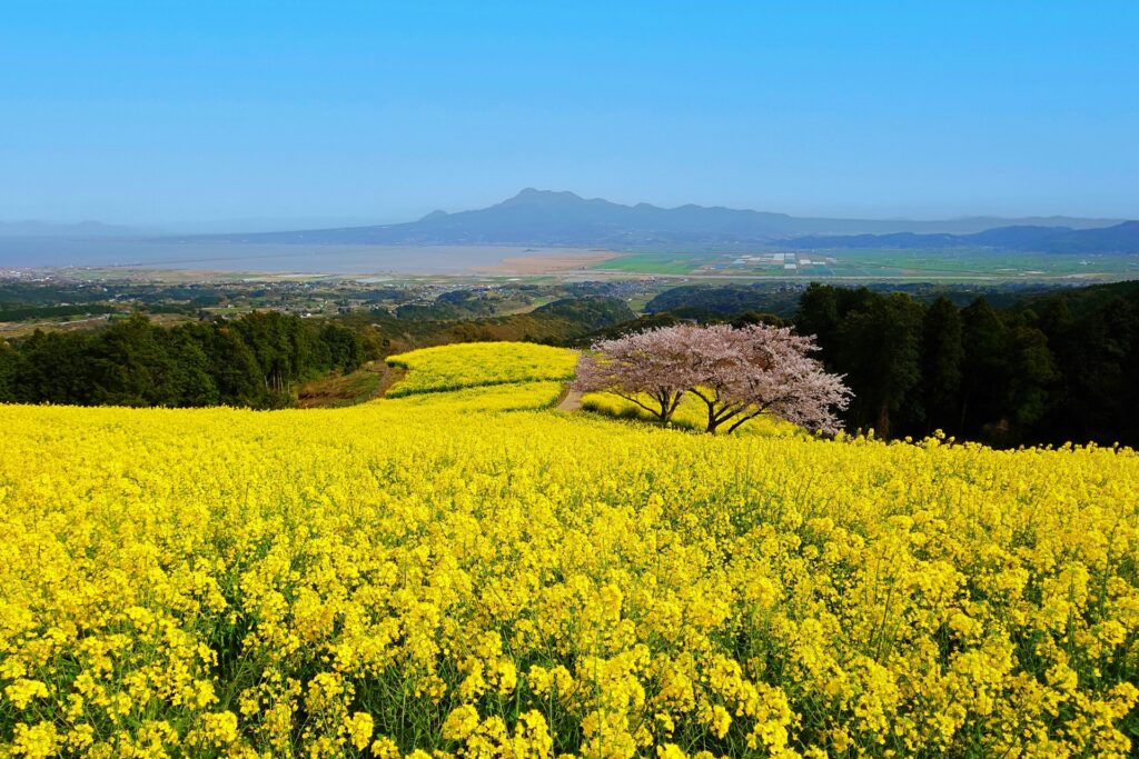 菜の花